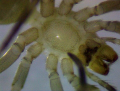 Liocranidae