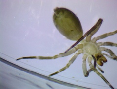 Liocranidae