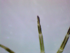 Liocranidae