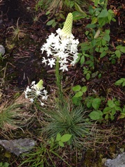 Xerophyllum asphodeloides