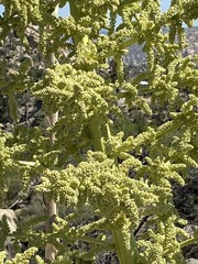 Nolina bigelovii