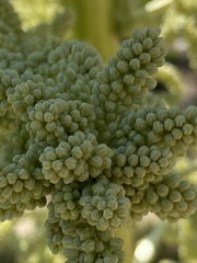 Nolina bigelovii