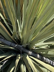 Nolina bigelovii