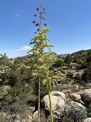 Nolina bigelovii
