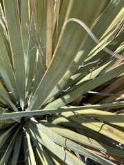 Nolina bigelovii