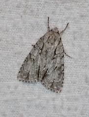 Acronicta spinigera
