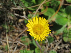 Osbertia stolonifera
