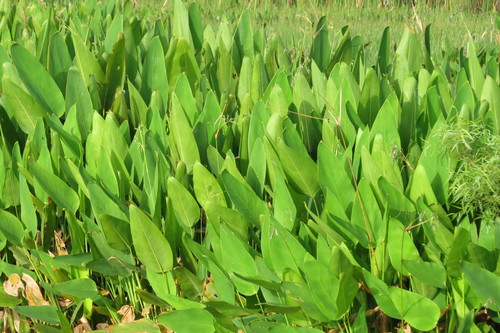 Thalia geniculata