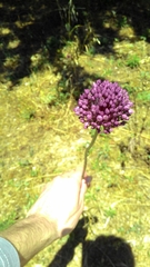 Allium ampeloprasum
