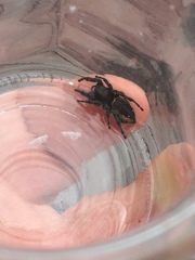 Phidippus borealis