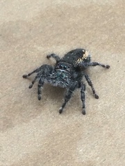 Phidippus borealis