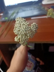 Achillea millefolium