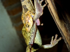 Leptodeira splendida