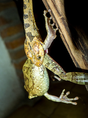 Leptodeira splendida