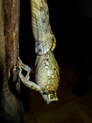 Leptodeira splendida