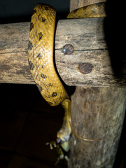 Leptodeira splendida