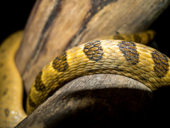 Leptodeira splendida