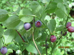 Vaccinium myrtillus