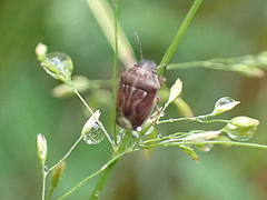 Neottiglossa pusilla