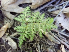 Sceptridium dissectum dissectum