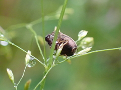 Neottiglossa pusilla
