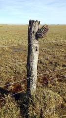 Echinopsis rhodotricha