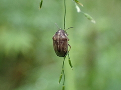 Neottiglossa pusilla