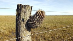 Echinopsis rhodotricha