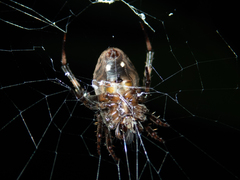 Neoscona multiplicans