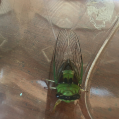 Diceroprocta oleacea