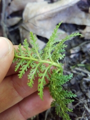 Sceptridium dissectum dissectum