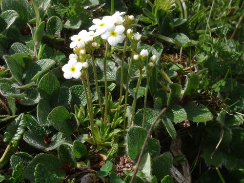 Androsace obtusifolia (Androsace obtusifolia)