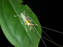 Ocellarnaca