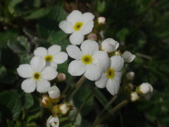 Androsace obtusifolia