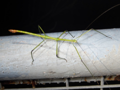 Phraortes stomphax