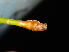 Phraortes stomphax