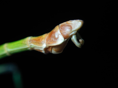 Phraortes stomphax