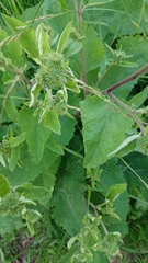 Arctium minus