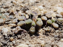 Frithia humilis