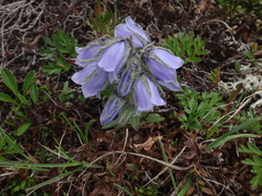 Campanula alpina