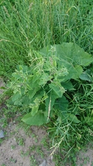 Arctium minus