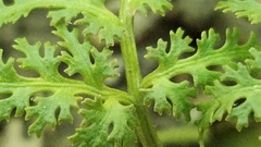 Sceptridium dissectum dissectum