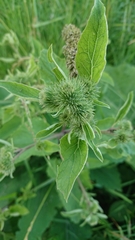 Arctium minus