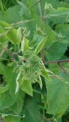 Arctium minus