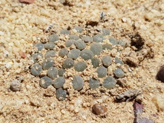 Frithia humilis