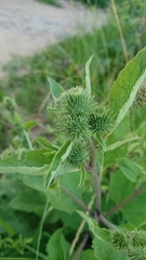 Arctium minus