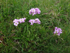 Cardamine crassifolia