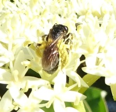 Andrena integra