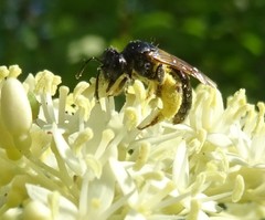Andrena integra