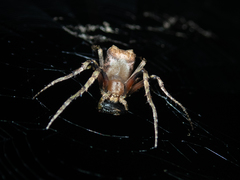Cyphalonotus